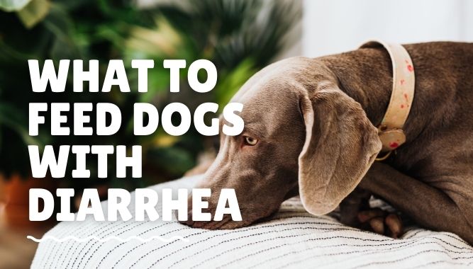 what-to-feed-dogs-with-diarrhea-dogtipsy