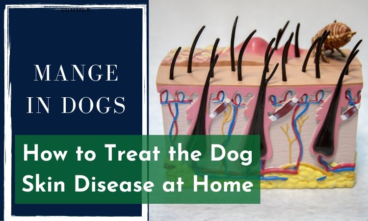 how-to-treat-dog-skin-irritations-naturally-at-mark-schroeder-blog