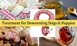 Rarely Known Treatment for Deworming Dogs & Puppies