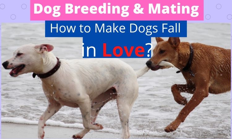 dog-breeding-mating-how-to-make-dogs-fall-in-love-dogtipsy