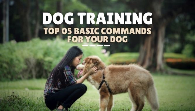 Dog Training – Top 05 Basic Commands for Your Dog – DogTipsy