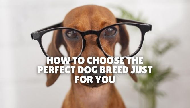 How To Choose The Perfect Dog Breed Just For You - DogTipsy