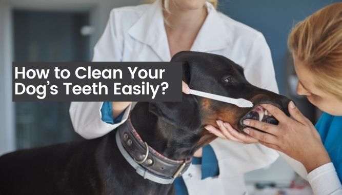 How To Clean Your Dog’s Teeth Easily? - DogTipsy